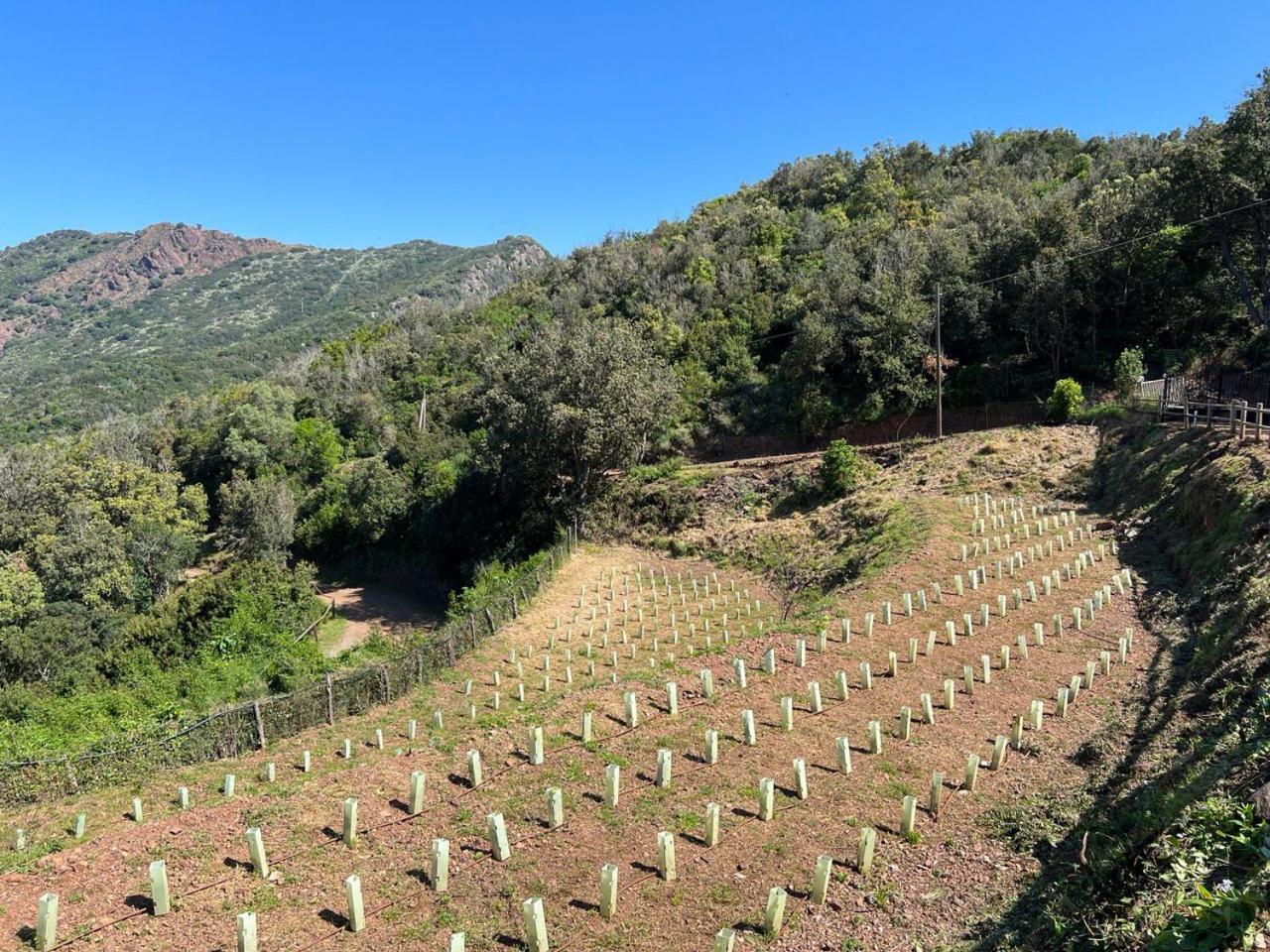 Rio dellʼElba Agriturismo Paradisa מראה חיצוני תמונה